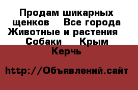 Продам шикарных щенков  - Все города Животные и растения » Собаки   . Крым,Керчь